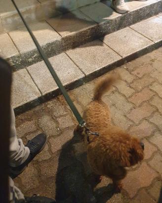 Animali