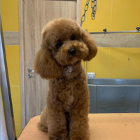 Barboncino Red per monta