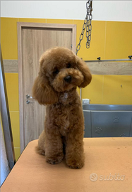 Barboncino Red per monta