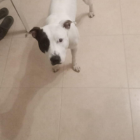 Pitbull dolcissima
