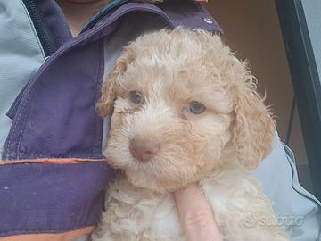 Lagotto romagnolo