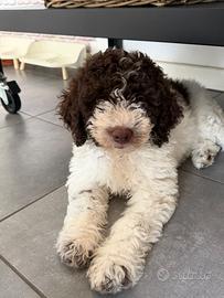 Cucciola di Lagotto Romagnolo
