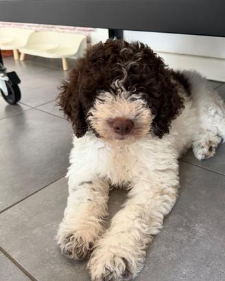 Cucciola di Lagotto Romagnolo