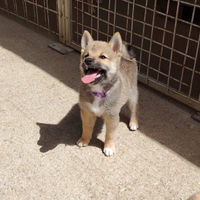 Cuccioletta shiba Inu pedigree perfetta