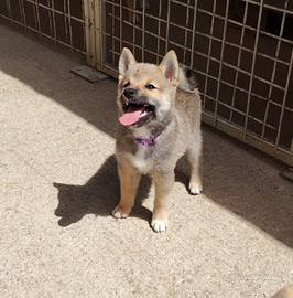 Cuccioletta shiba Inu pedigree perfetta