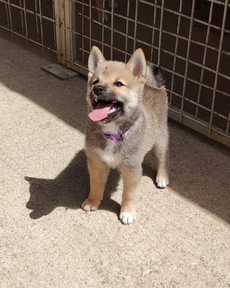 Cuccioletta shiba Inu pedigree perfetta