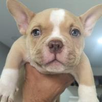 Cucciolo maschio American bully nato 3 agosto