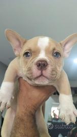 Cucciolo maschio American bully nato 3 agosto