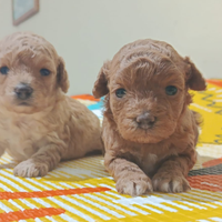 Barboncino genitori mini toy