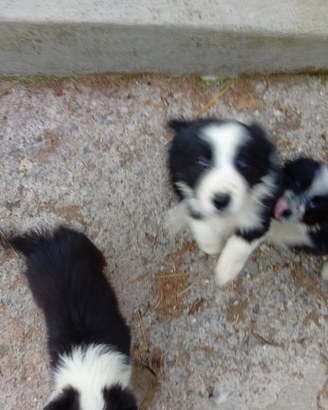 Cuccioli border collie