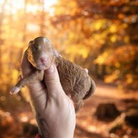 Cucciolo barboncino minitoy