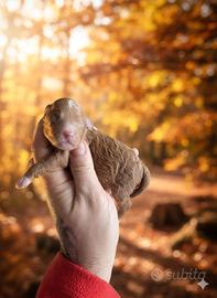 Cucciolo barboncino minitoy