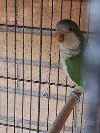Pappagalli