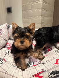 Cuccioli Yorkshire