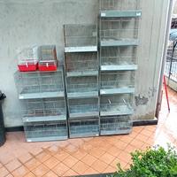 gabbie cova professionali 