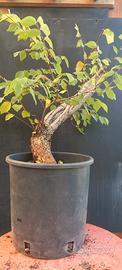 bonsai