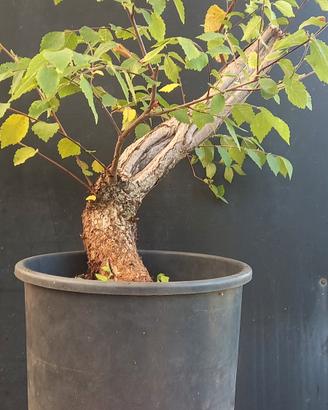bonsai