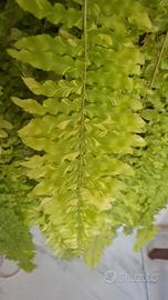 Felce variegata Taiger