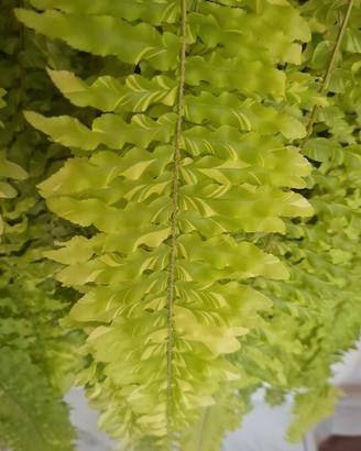 Felce variegata Taiger