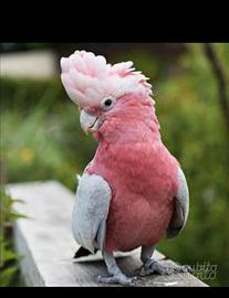 Pappagallo cacatua rosa