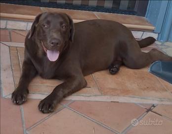 Splendido Cucciolo di Labrador Retriever -