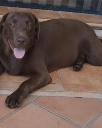 Splendido Cucciolo di Labrador Retriever -