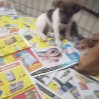 Jack russell nano a zampa corta