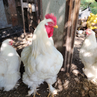 Giovane Gallo taglia grande