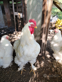 Giovane Gallo taglia grande