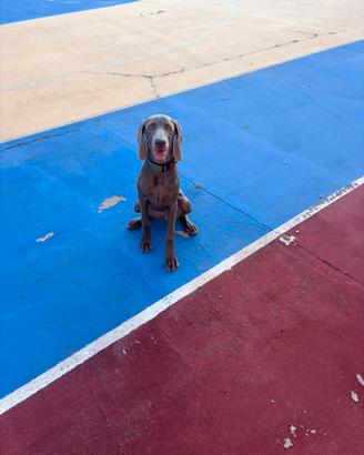Cane Weimaranner 6 mesi