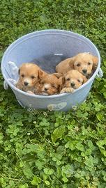 Maltipoo
