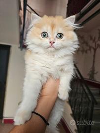 Meravigliosa cucciola british Longhair Pedigree