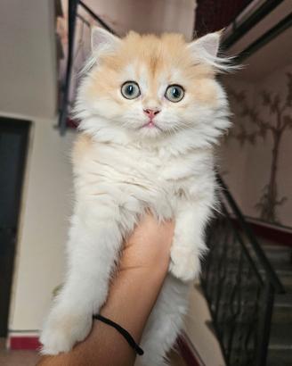 Meravigliosa cucciola british Longhair Pedigree