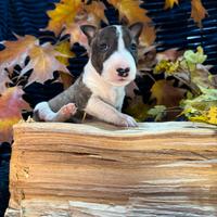 Bull terrier miniature