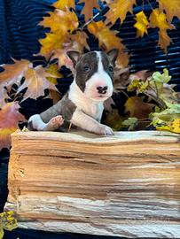 Bull terrier miniature