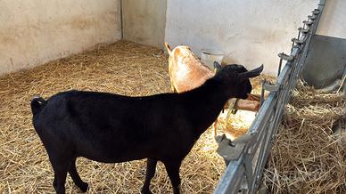 Capra