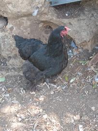 Gallina Brahma di un anno e mezzo
