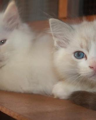 Cuccioli disponibili