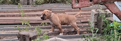 Splendido cucciolo di Pitbull di 3 mesi