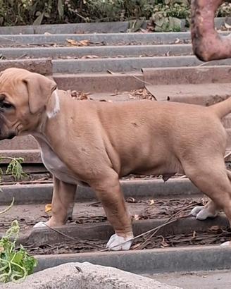 Splendido cucciolo di Pitbull di 3 mesi
