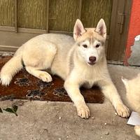 ULTIMO cucciolo maschio di Siberian Husky con pedi