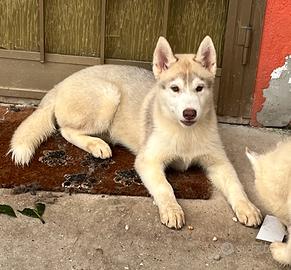 ULTIMO cucciolo maschio di Siberian Husky con pedi