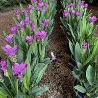 Tulipano del siam raro Grande