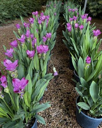 Tulipano del siam raro Grande