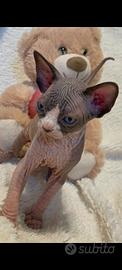 Sphynx cucciolo pedigree