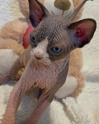 Sphynx cucciolo pedigree