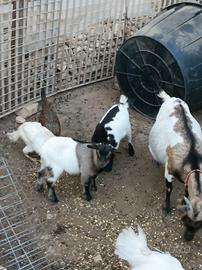 Capretti tibetani