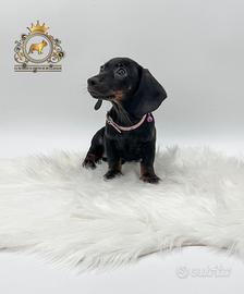 Esclusiva Bassottini Black and tan