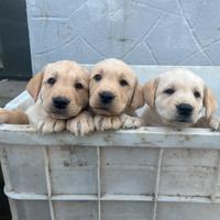 Cuccioli Labrador crema