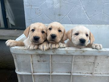 Cuccioli Labrador crema